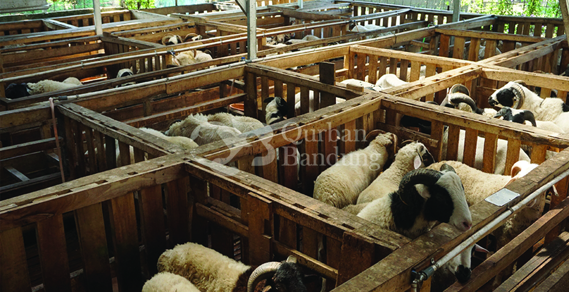 3 Ketentuan dalam Pemilihan Domba Qurban Bandung